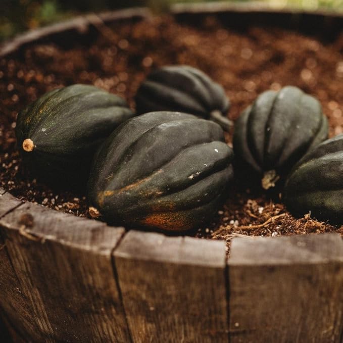 Table Queen Bush Acorn Squash - 25 Seeds - Heirloom Bush Squash Variety, Great for Raised Beds & Containers, Non-GMO Winter Squash Seeds for Planting in The Home Garden, Thresh Seed Company