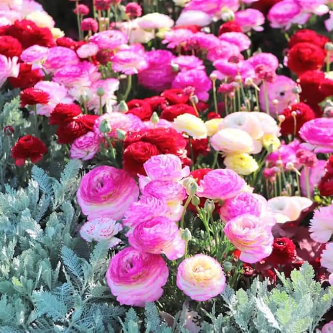 Pack 25 Ranunculus Bulbs for Planting, Mix Shade Ranunculus Corms, Butterfly Ranunculus Flowers Bulbs to Grow, Peony Buttercup Ranunculus