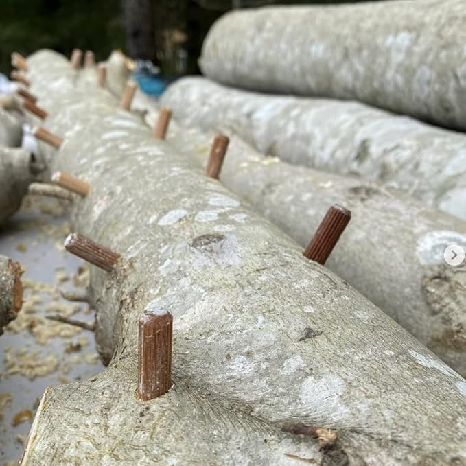 North Spore Organic Italian Oyster (500 ct) Mushroom Plugs for Logs | Premium Quality Mushroom Plug Spawn | Handmade in Maine, USA | Grow Gourmet Mushrooms Outdoors on Logs