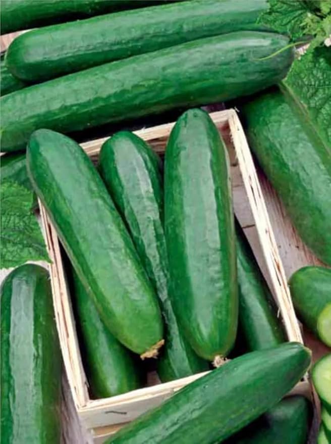 Seeds Cucumber Emelya - Open-Pollinated - Heirloom Vegetable - GMO Free