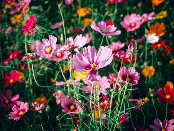 Cosmos Seeds, 3000 Cosmos Flower Seeds, Cosmo Seed for Planting Outdoors (0.35 Ounce/10G)