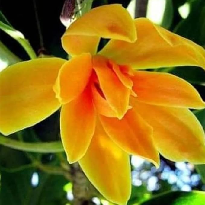 10+ Perennial Mix Magnolia Flower Seeds for Planting Outdoors -Magnolia Trees Plants Seed Ornamental Fragrant Tree Garden,Non-GMO Heirloom for Home Outdoor Garden