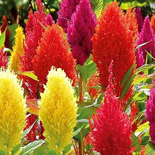 Celosia Plumosa Mix Plumed Cockscomb Celosia Argentea 200+ Seeds Garden Flower Seeds Multicolor