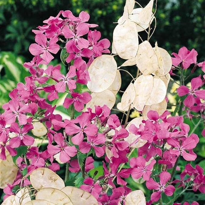 Seeds Lunaria/Money Plant/Honesty Plant/Biennial Flowers