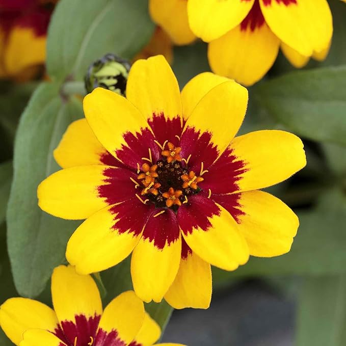 Eden Brothers Zinnia Seeds - Profusion Red-Yellow Bicolor, Non-GMO Seeds for Planting, Packet | Low-Maintenance Flower Seeds, Plant During Spring, Zones 2, 3, 4, 5, 6, 7, 8, 9, 10, 11