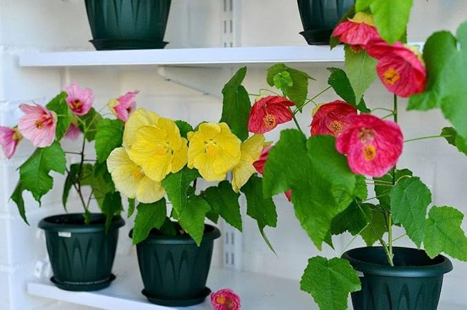 SeedsUP - 50+ Seeds Abutilon (Indian Mallow Flowering Maple) - Flower Mix