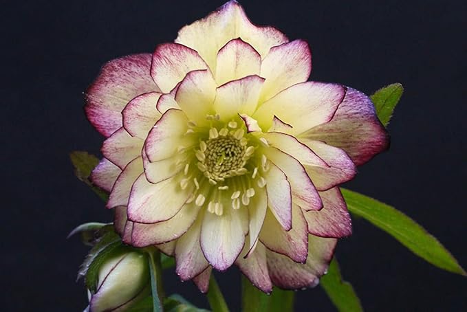 Perennial Farm Helleborus x Hybridus Winter Jewels® ‘Rose Quartz’ (Lenten) – Live Lenten Rose in Quart, Double Pale Pink Blooms with Dark Edges, Shade-Loving, Deer Resistant, Spring Interest