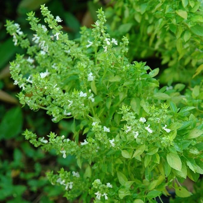 3 Greek Basil Plants Live, 4-7 Inches Tall, Compact Sweet Culinary Herb to Grow, Fragrant Basil Seedlings