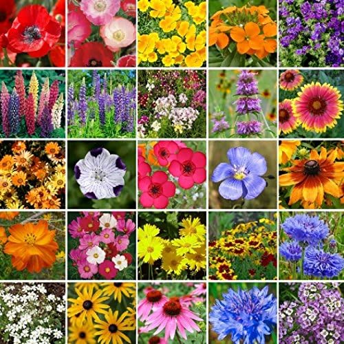 Non GMO Bulk Southeast Wildflower Seed Mix 25 Species of Wildflower Seeds (5 Lb)