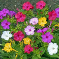 Non GMO Four O'Clock Mix Flower Seeds Mirabilis Jalapa (1/2 Lb) 3,000 Seeds
