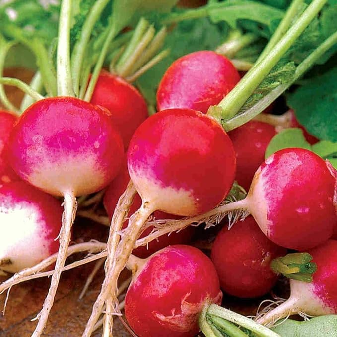 Park Seed Radish Vegatable Plant Seeds, Easy to Grow, Variety of Colors, Spring Garden, Organic Sparkler, Pack of 100