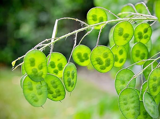 150 Seeds Lunaria - Money Plant Seeds - Marde Ross & Company