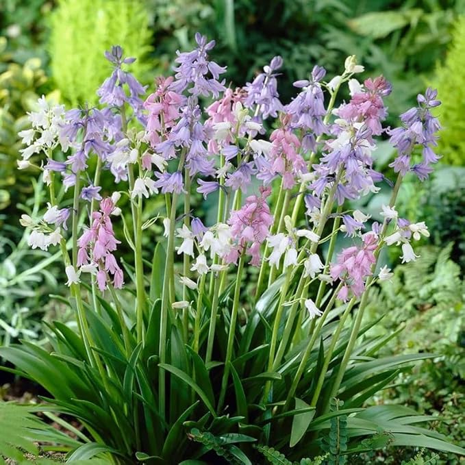 Votaniki Spanish Bluebell Mixture - Perennial Spanish Bluebells (Wood Hyacinth) Bulbs for Planting | Spring Flowering Bulbs, Bell Shaped Flowers - Easy to Grow (50 Pack)