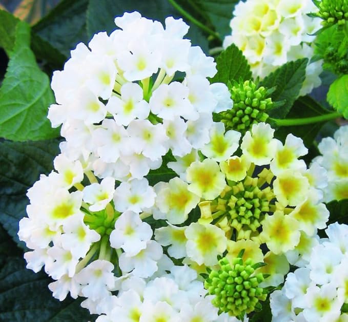 300+ Lantana Flower Seeds for Planting,Perennial Mix Lantana Camara Flowers Seeds to Plant-Non-GMO Heirloom Mixed Color Flower Seed for Home Garden Outdoors