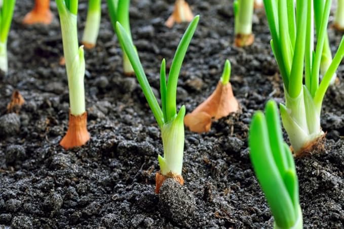 Simply Seed - Sweet Onion Bulb Mix - 1LB - Ready for Spring Planting - Grow Anywhere - American Raised - Non GMO