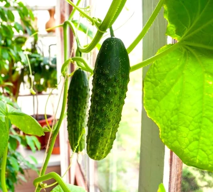 Seeds Indoor Cucumber F1 Seeds for Planting Indoors 10 Seeds Annual Plant
