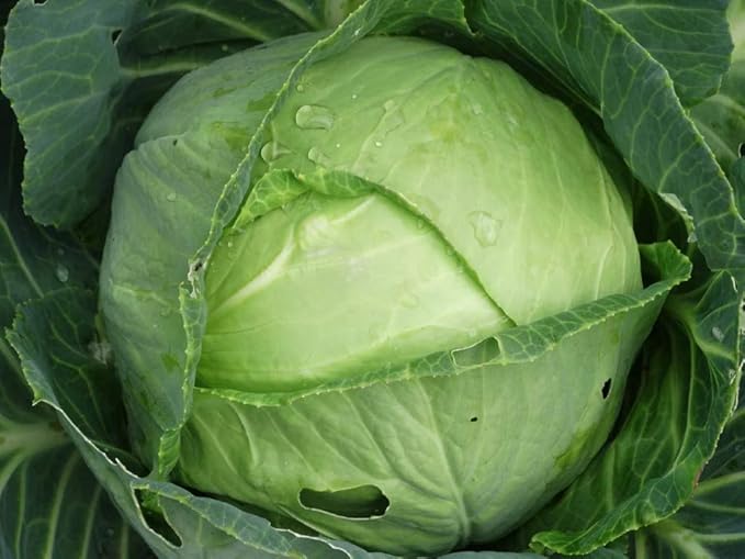 Seeds Vegetable Cabbage Green Late - 100 Seeds