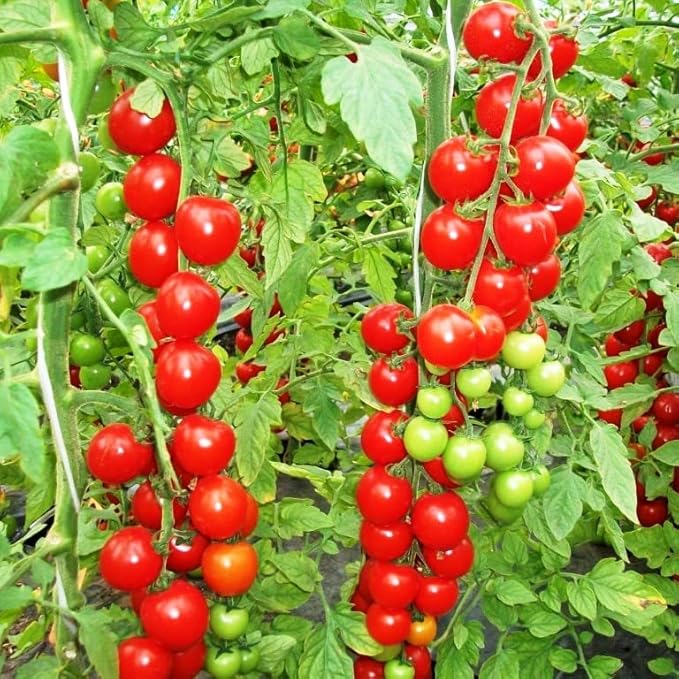 Seeds Tomato Cherry Sugar Lump Gardener's Delight Indeterminate Red Long Vegetable Heirloom Non GMO for Planting