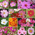 Dirt Goddess Super Seeds ~ Cosmos Seeds - Sensation Mix Cosmos bipinnatus (1/2 Lb) Non GMO Bulk