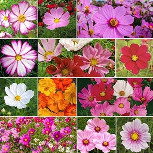 Dirt Goddess Super Seeds ~ Cosmos Seeds - Sensation Mix Cosmos bipinnatus (1/2 Lb) Non GMO Bulk