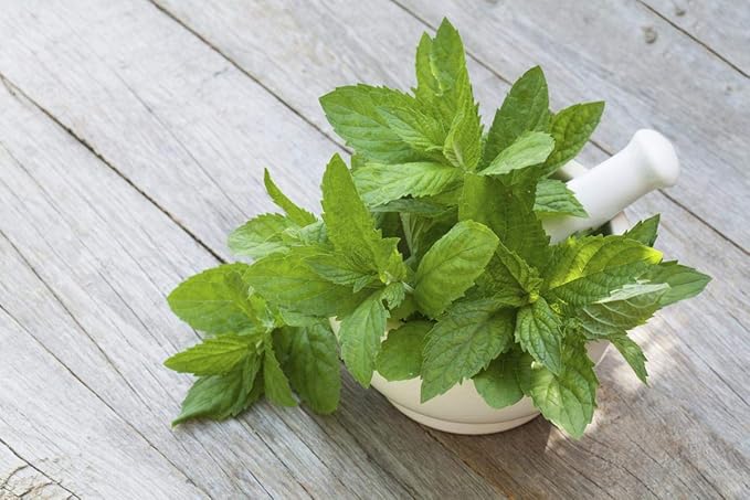 Seeds Herb Lemon Balm (Melissa Officinalis) Medicinal - 300 Seeds