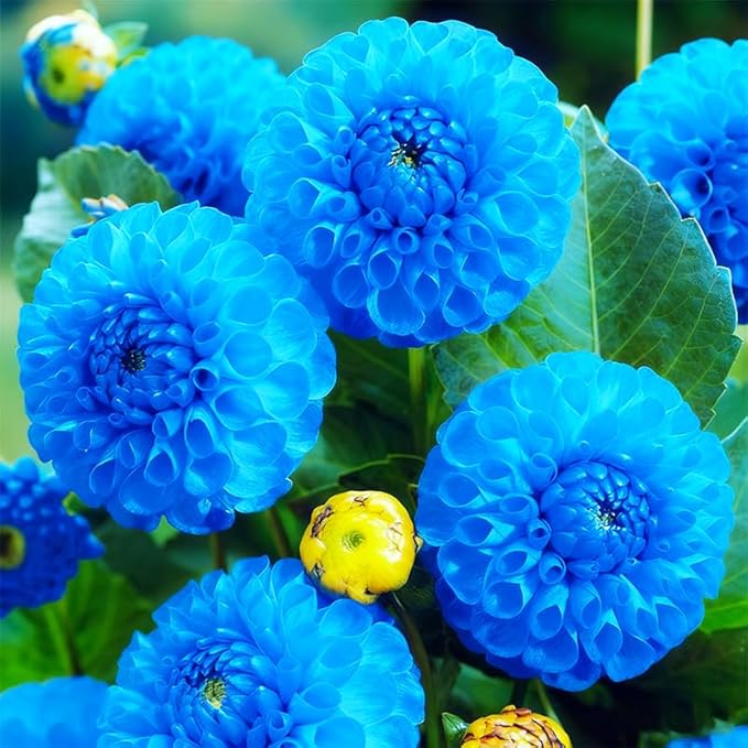 520+ Mix Dahlia Pompon Flower Seeds for Planting-Non-GMO Heirloom Plant Seeds Garden Outdoor