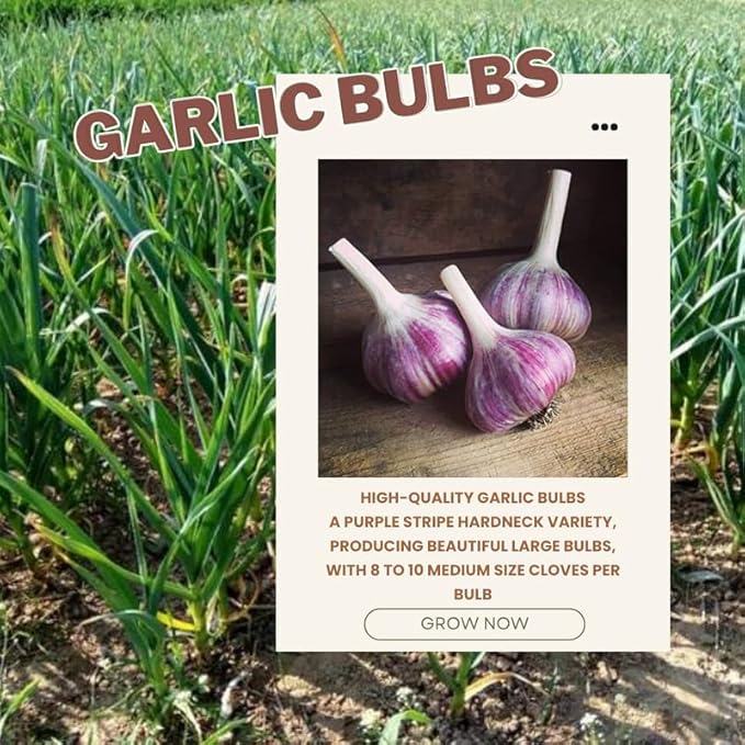 1 Pound Purple Stripe Hardneck Garlic Bulbs for Planting, Fresh High-Yield Hardy Garlic for Garden or Container Growing