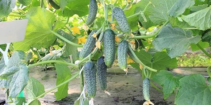 Seeds Cucumber Bush Gift Pickling Open-Pollinating Heirloom Vegetable Non GMO