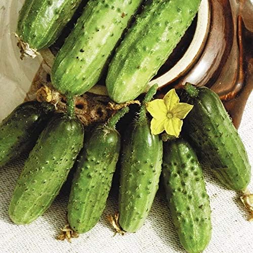 Seeds Vegetable Cucumber Parisian Gherkin Heirloom Without Bitterness for Pickling - 20 Seeds