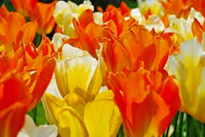 Emperor Tulip Bulb, Jazz Mix, Stunning Perennial Tulips, Bulbs, Large Flowers