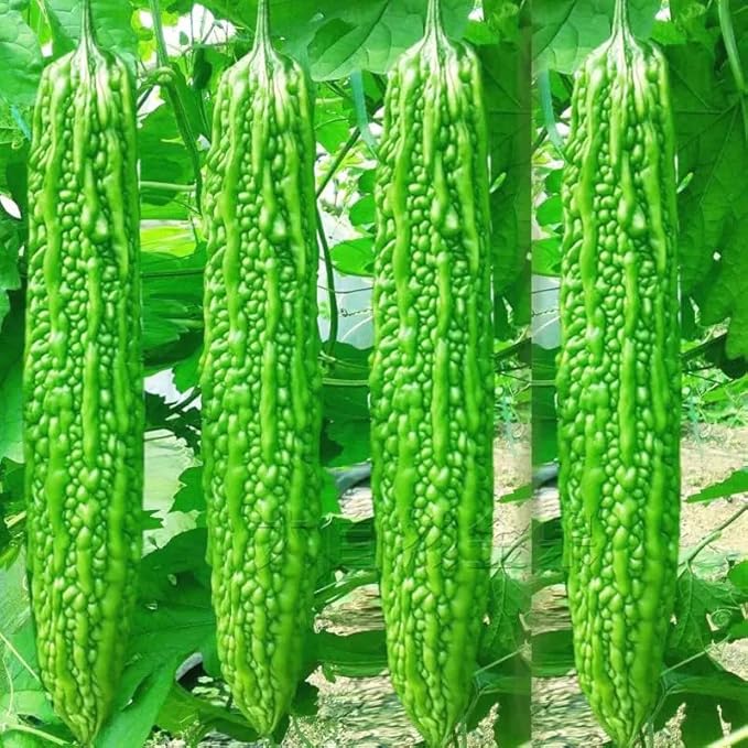 40 Bitter Gourd Seeds for Planting, High-Germination Indian Bitter Melon, Non-GMO Seeds for Home & Garden, Ideal for Outdoor Growing
