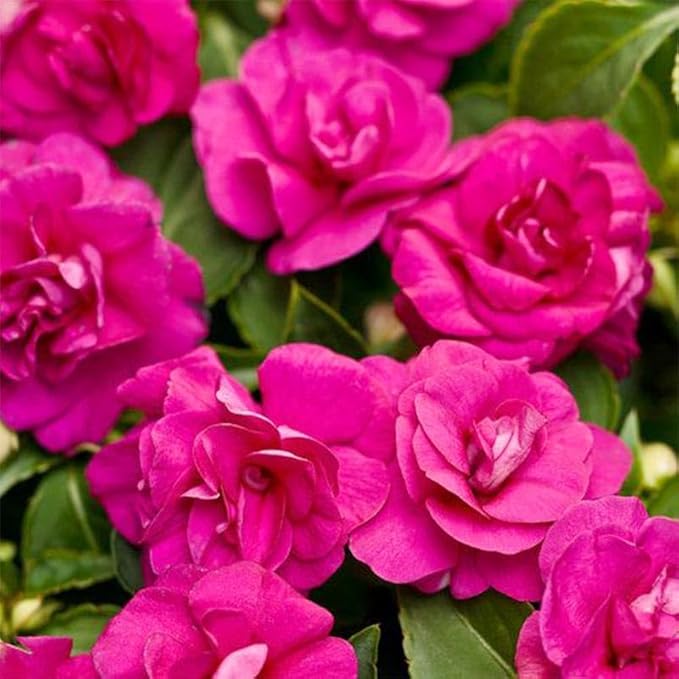 360+ Mixed Impatiens Athena Flower Seeds for Planting -Non-GMO Heirloom Garden Seeds for Planting Flowers