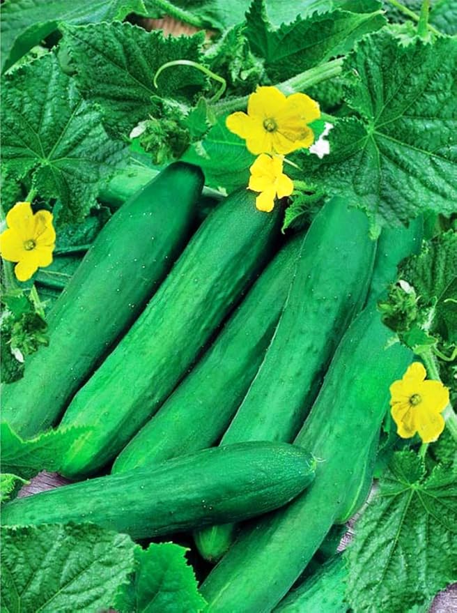 CEMEHA SEEDS - Seeds Indoor Cucumber Self-Pollinated Zozula F1 Pickling Non GMO Vegetable for Planting
