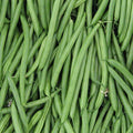 Park Seed Endeavour Bush Bean Seeds – High-Yield Dwarf French Variety, Disease Resistant, Sweet 5–6 Inch Pods, Long Harvest Window, Easy Spring Garden Vegetable – Pack of 250