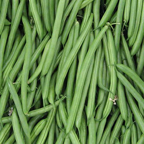 Park Seed Endeavour Bush Bean Seeds – High-Yield Dwarf French Variety, Disease Resistant, Sweet 5–6 Inch Pods, Long Harvest Window, Easy Spring Garden Vegetable – Pack of 250