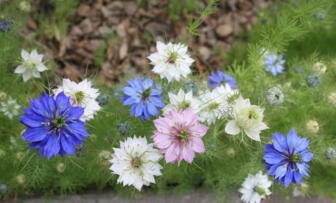 2000 Miss Jekyll Nigella Love in a Mist Flower Seeds Mix