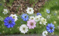 2000 Miss Jekyll Nigella Love in a Mist Flower Seeds Mix