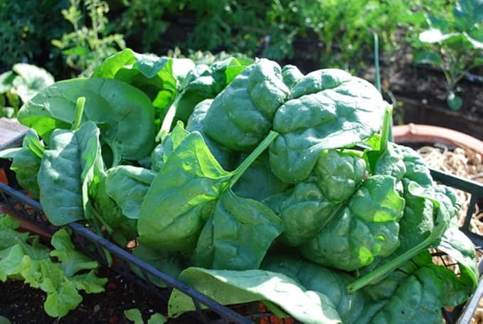 300+ Seeds Four Season Spinach Viroflay Giant - Vegetable Green
