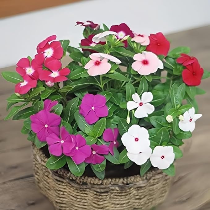 Ground Cover Perennial Vinca Seeds – 150pcs Catharanthus Roseus – Long-Blooming, Easy to Cultivate Garden Flowers – Perfect for Borders, Hanging Baskets & Outdoor Decoration