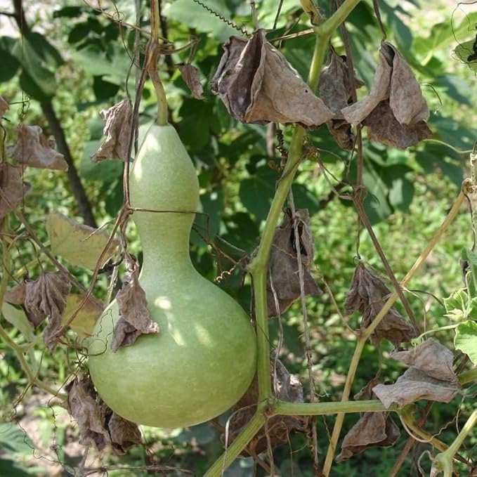 NIKA SEEDS - Seeds Vegetable Calabash Bottle Gourd Green (Lagenaria) - 10 Seeds