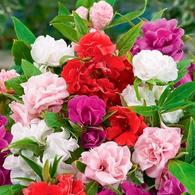 50+ Seeds Colorful Garden Balsam Impatient - Flower Mix