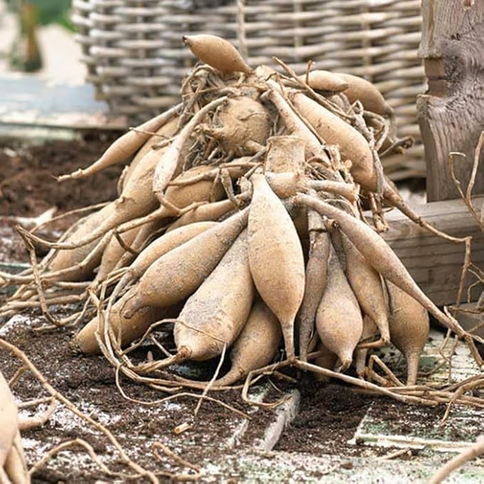 Eden Brothers Dahlia Bulbs (Decorative) - Peaches, Non-GMO Bulbs for Planting, 2 Bulbs | Low-Maintenance Flower Bulbs, Plant During Spring, Zones 8, 9, 10, 11