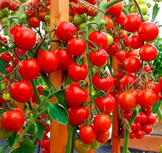 Tomato 'Red Cherry' Seeds – Indeterminate Annual Vegetable (Solanum lycopersicum) | 55–65 Days, Open-Pollinated, Sweet & Juicy Cherry Tomatoes