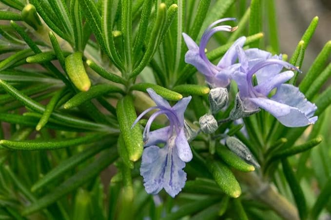 SeedsUP - 50+ Seeds Rosemary - Herb Green