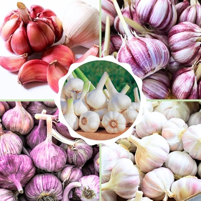 1 Pound Mix Hardneck Garlic Bulbs for Planting, Fresh High-Yield Hardy Garlic for Garden or Container Growing