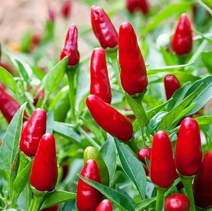 Vegetable Garden Seeds for Planting - Grow Heirloom Vegetables (Red Thai Chili Pepper)