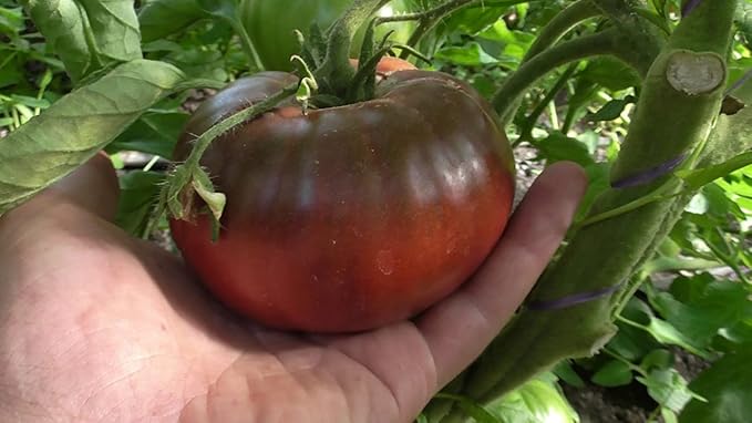 CEMEHA SEEDS - Seeds Black Prince Tomato Determinate Non GMO Vegetable for Planting