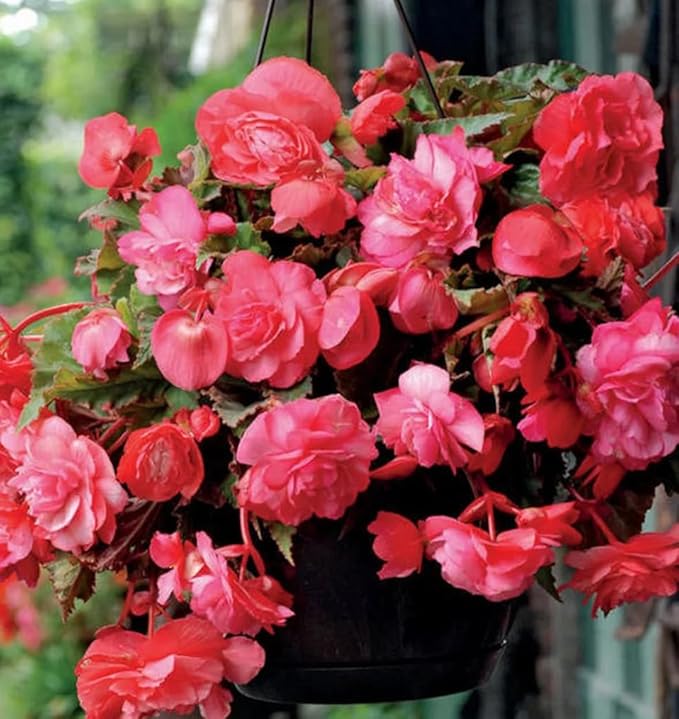 100PCS Pink Begonia Nonstop Flower Seeds Ornamental Easy to Grow Flower Seeds Home Garden