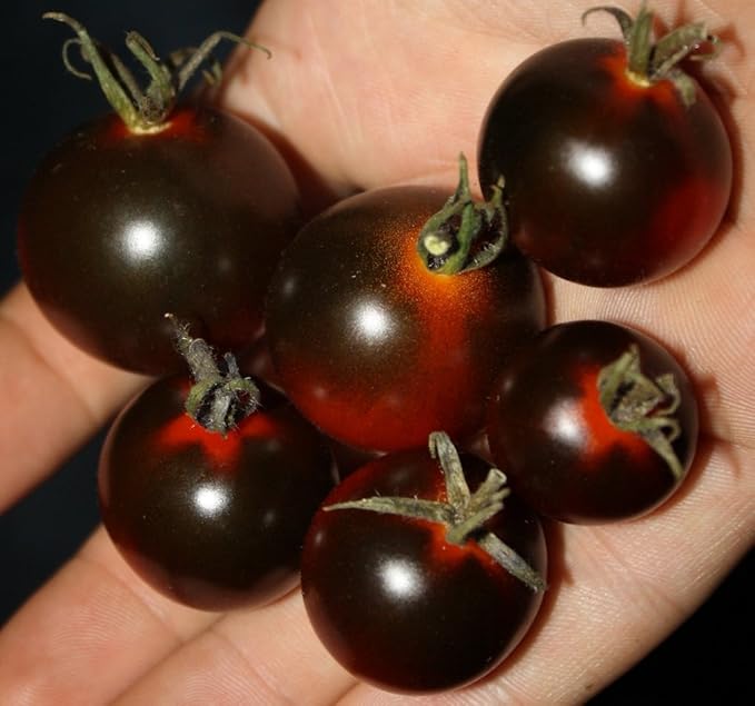 Seeds Black Cherry Tomato - Heirloom Vegetable - GMO Free