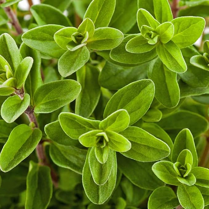 Sweet Marjoram Seeds 50 Count, COOL BEANS N SPROUTS Brand. Home Gardening.